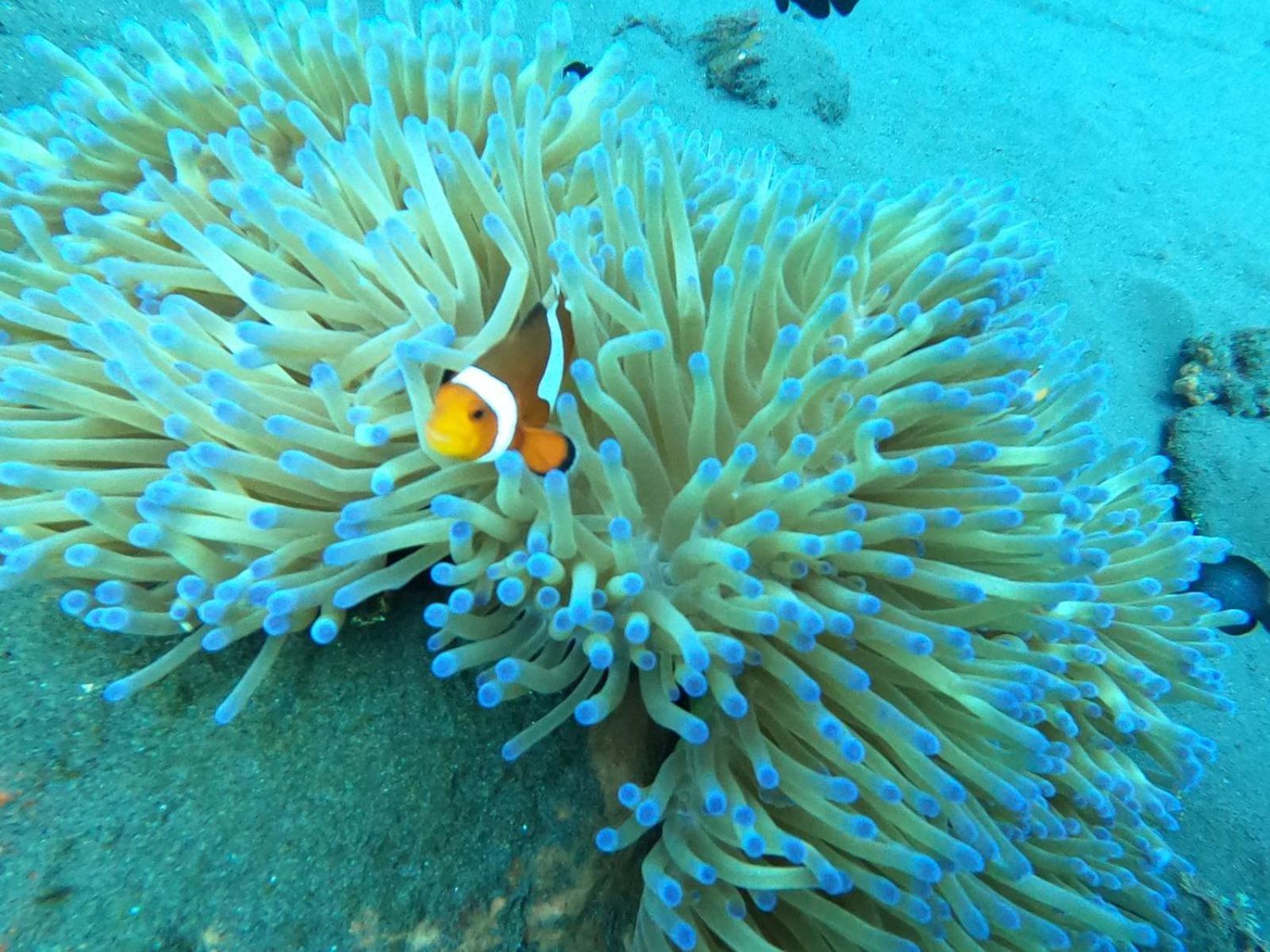Diversia Diving Club & Bungalows غيلي تراوانغان المظهر الخارجي الصورة